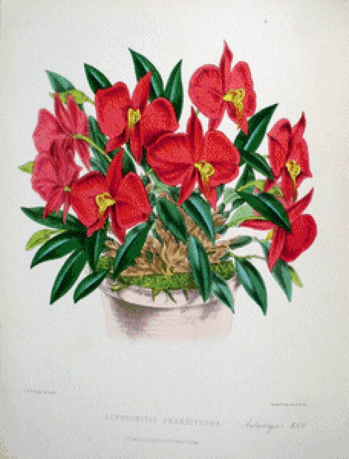 Орхидеи - цветы, натюрморт - предпросмотр