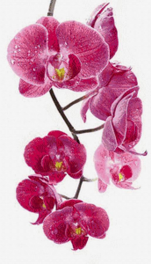 орхидеи - орхидеи, цветы - предпросмотр