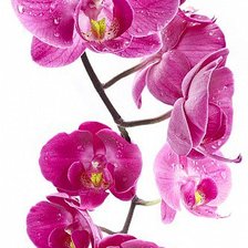 Оригинал схемы вышивки «орхидеи» (№630499)
