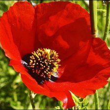 Схема вышивки «№630561»