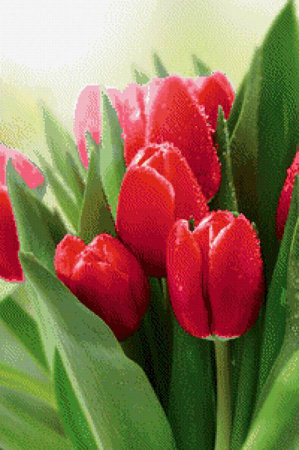 цветы - цветы, тюльпаны, букет - предпросмотр