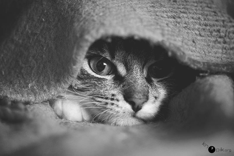 Кошка ч/б - покрывало, красиво, крест, черно-белый, красивая, кошка - оригинал