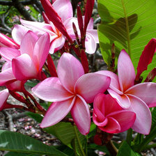 Схема вышивки «№630654»