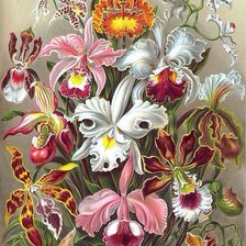 Оригинал схемы вышивки «Орхидеи» (№630825)
