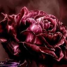 Czerwona roza