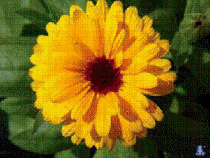 цветок - цветы - предпросмотр