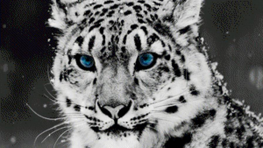 тигр - животные - предпросмотр