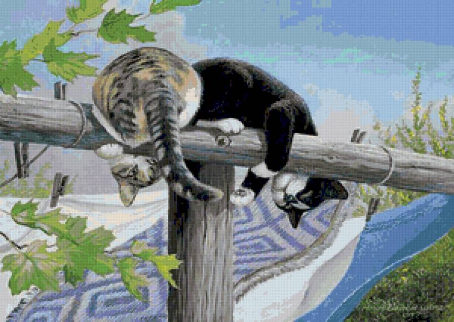 теперь точно в цирк возьмут - котики - предпросмотр