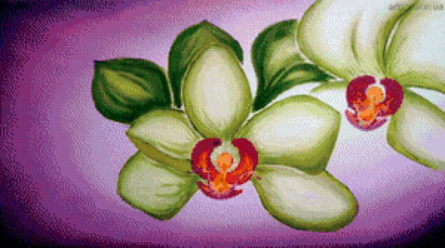 дикие орхидеи - орхидеи, цветы - предпросмотр