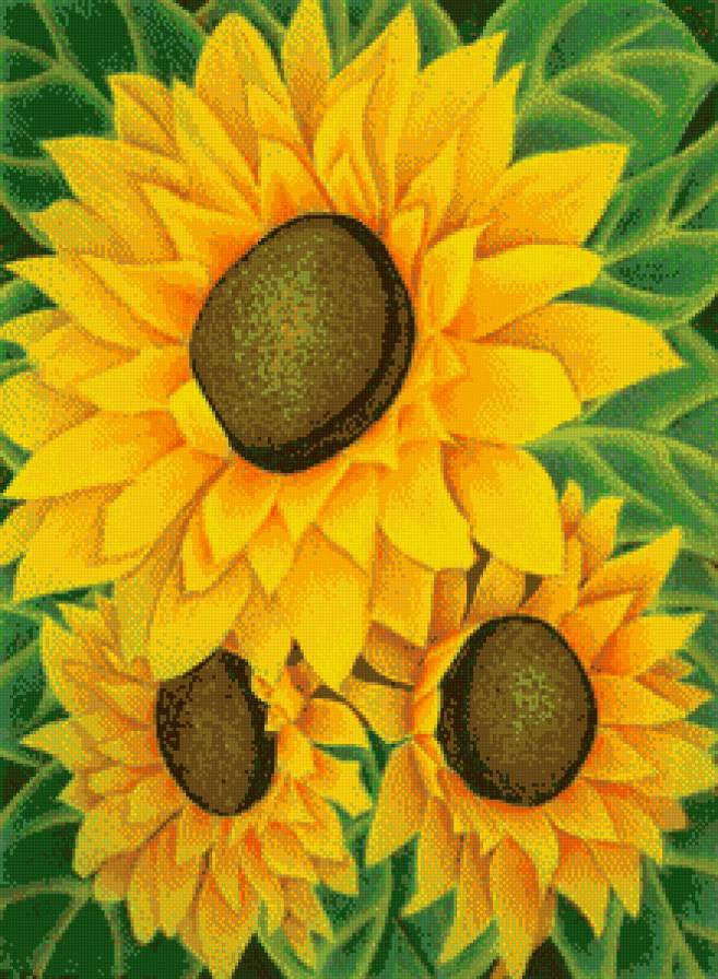 цветы солнца - подсолнухи, цветы - предпросмотр