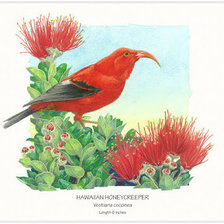 Схема вышивки «Птица»