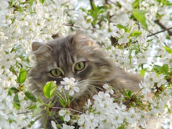 Кот - весна, цветы, кот, природа, жасмин - оригинал