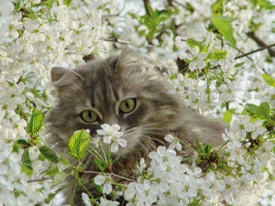 Кот - жасмин, весна, природа, кот, цветы - предпросмотр