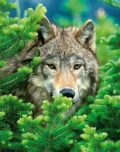 Волк - ель, животные, волк, зелень, природа, весна, хвоя - оригинал