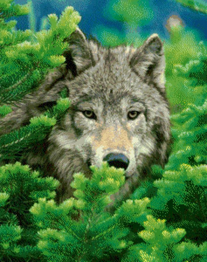 Волк - волк, зелень, животные, природа, ель, весна, хвоя - предпросмотр