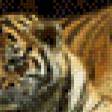 Предпросмотр схемы вышивки «тигрица с малышом» (№631850)