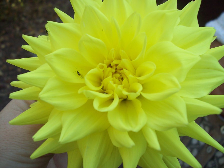 георгин - цветы, солнце, лето - оригинал