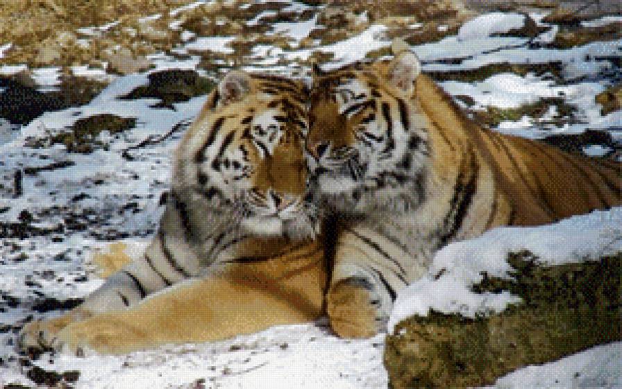 тигры пара - предпросмотр