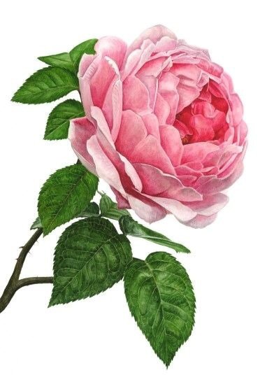 Розовая роза - цветы, розы, розовая роза - оригинал