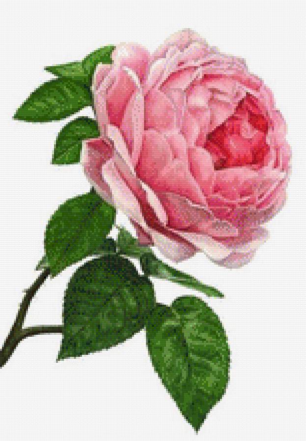 Розовая роза - розовая роза, розы, цветы - предпросмотр