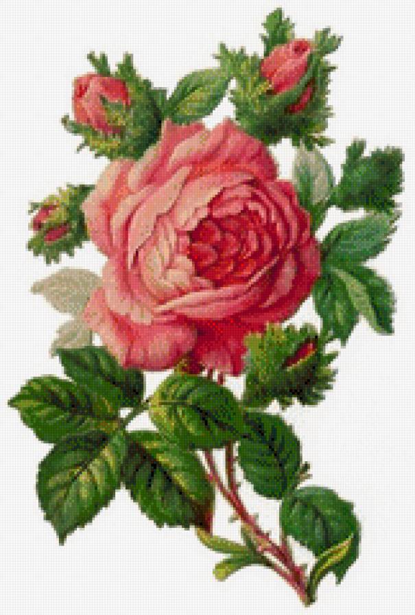 Розовая роза - цветы, растения, роза - предпросмотр