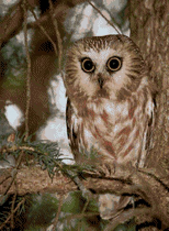 Ночная птица - лес, филин - предпросмотр