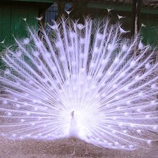 Схема вышивки «Дивная птица»