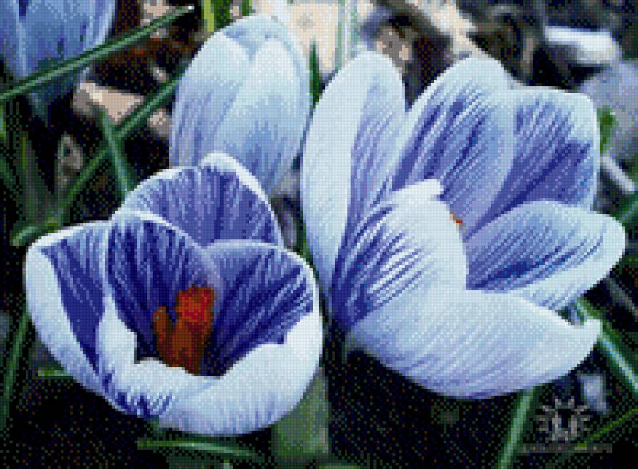 Какого цвета цветок крокус. Крокус сорт Шафран. Крокус Шафран синий. Крокус Шафран голубой цветок. Крокус Блю Перл.