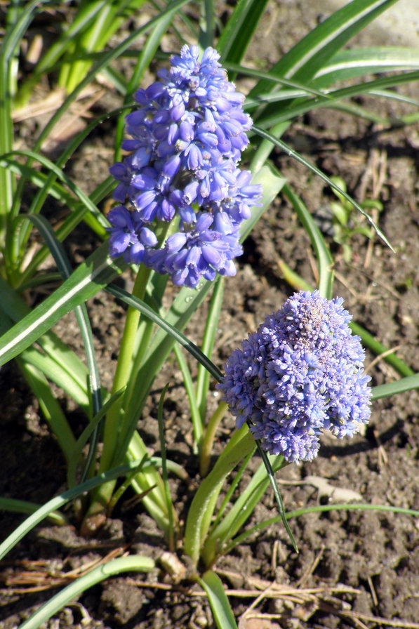 МУСКАРИ - квіти - оригинал