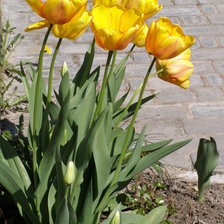 Схема вышивки «ТЮЛЬПАНИ»
