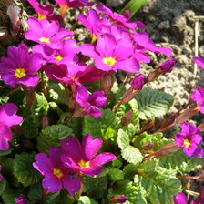 Схема вышивки «ПРИМУЛА»