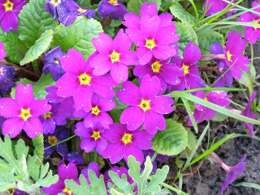 ПРИМУЛА - квіти - оригинал