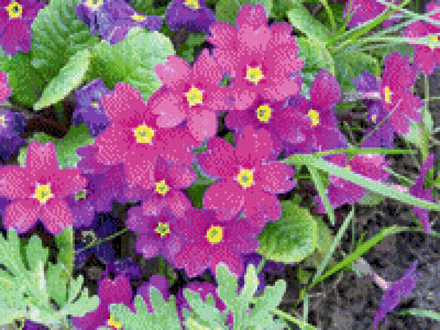 ПРИМУЛА - квіти - предпросмотр