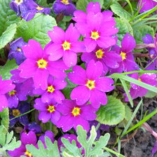 Схема вышивки «ПРИМУЛА»