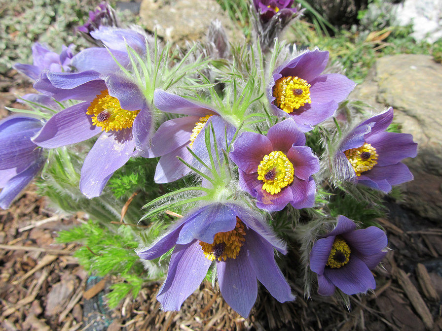 СОНТРАВА - квіти - оригинал