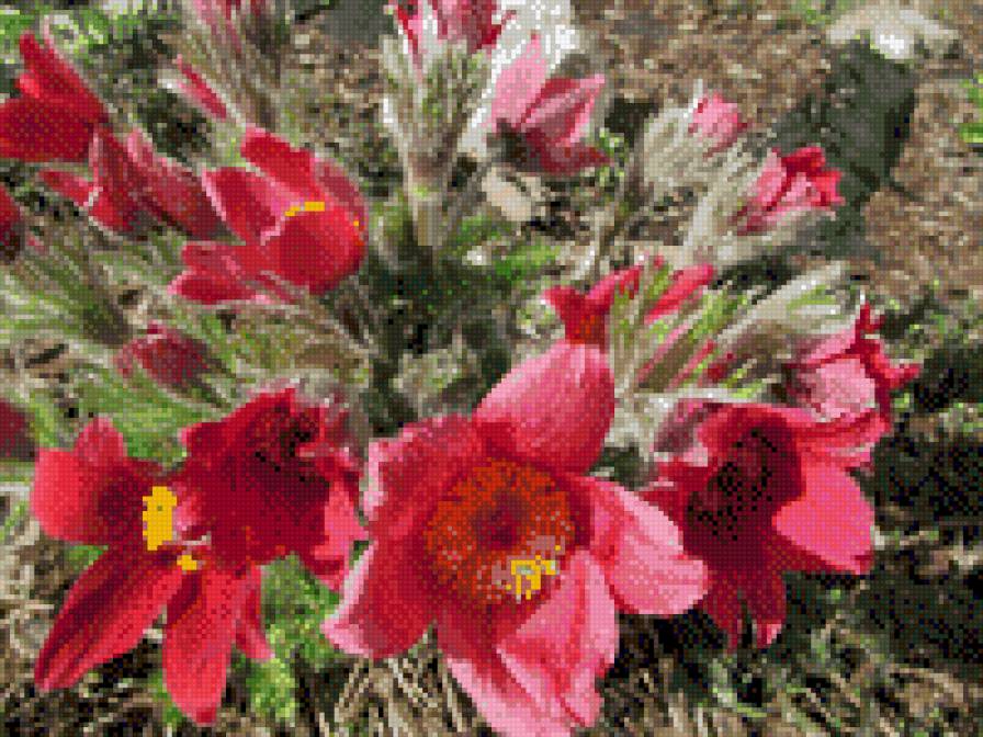 СОНТРАВА - квіти - предпросмотр