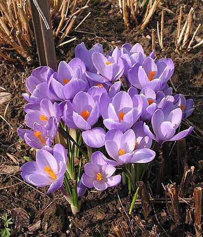 КРОКУСИ - квіти - оригинал