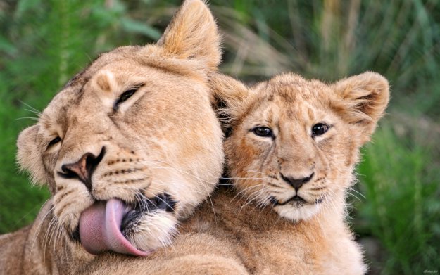 львы - оригинал