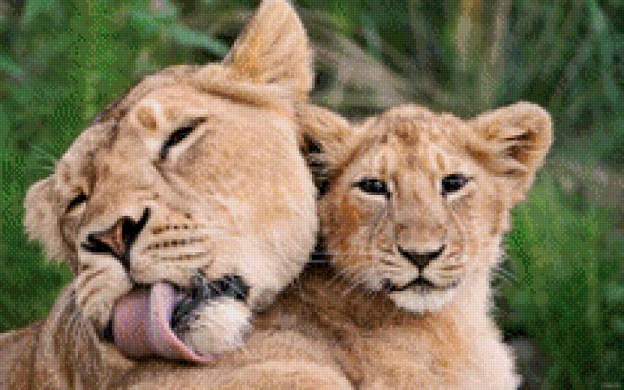 львы - предпросмотр