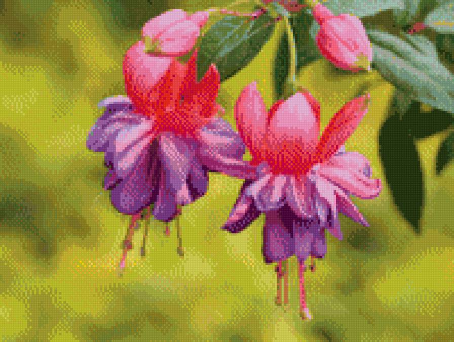 фуксия 2 - цветок, природа, сад - предпросмотр