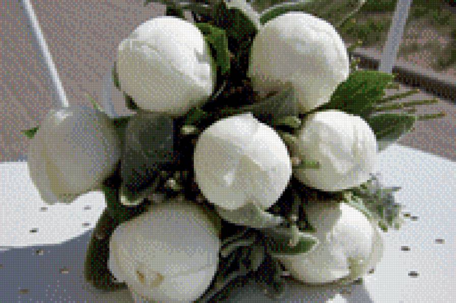 Белые пионы - белые пионы - предпросмотр