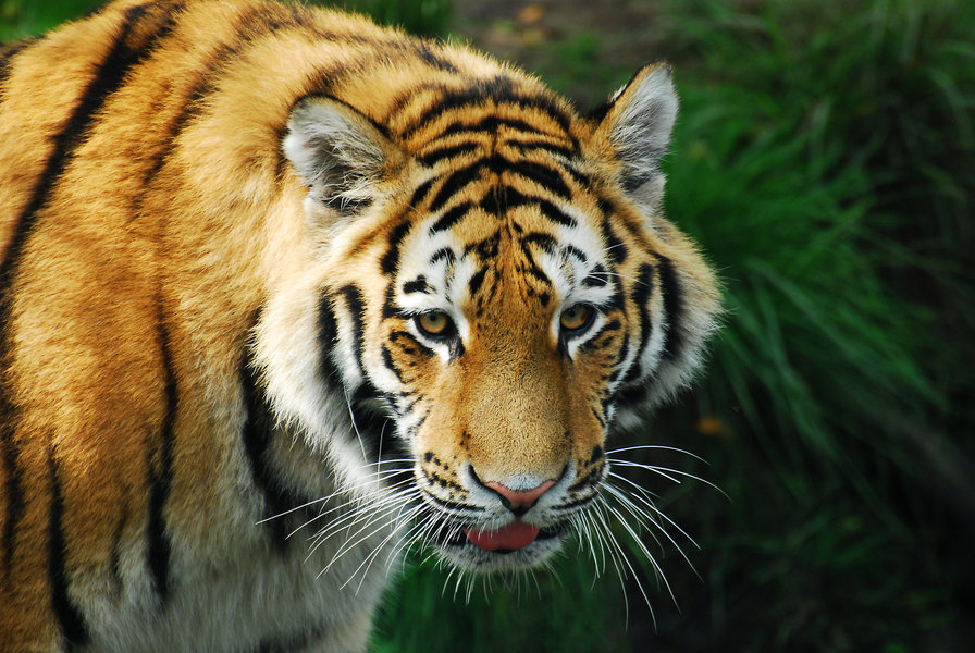 tygrys - оригинал