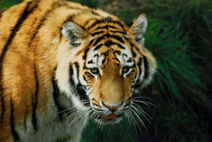 tygrys - предпросмотр