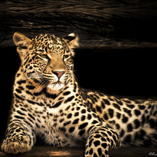 Схема вышивки «lampart»