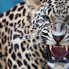 Схема вышивки «Lampart»