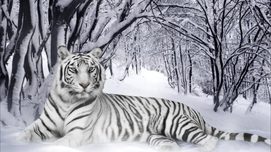Tygrys - tygrys, zima - оригинал