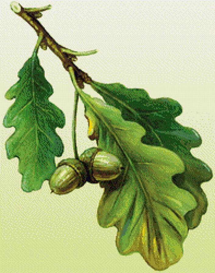 Желуди - натюрморт - предпросмотр