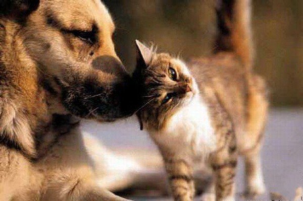 Пушистый друг - животные, собака, кошка - оригинал