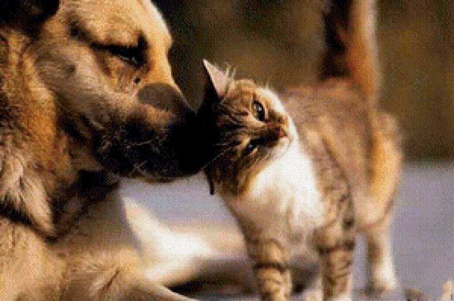 Пушистый друг - собака, кошка, животные - предпросмотр