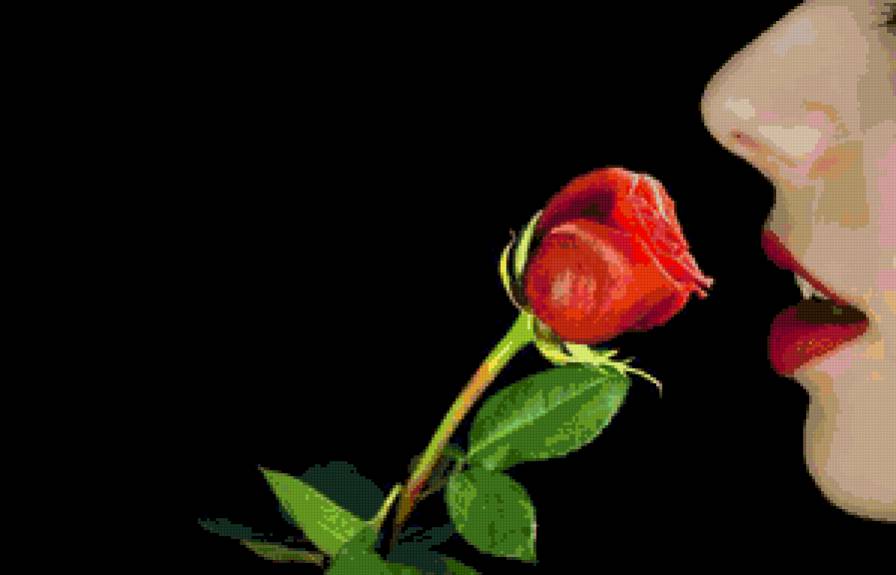 роза восторга - девушка, роза - предпросмотр